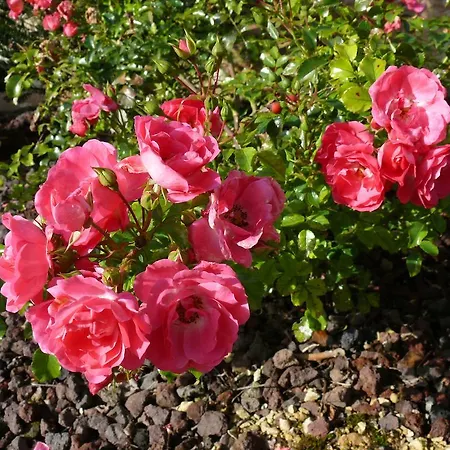 בית נופש Les 2 Du Clos De La Vigne Montreuil (Pays de la Loire)