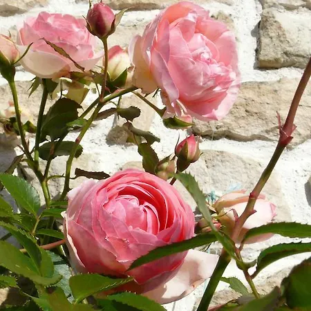 Holiday home Du Clos De La Vigne Montreuil (Pays de la Loire)