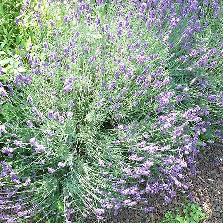 Les 2 Du Clos De La Vigne *